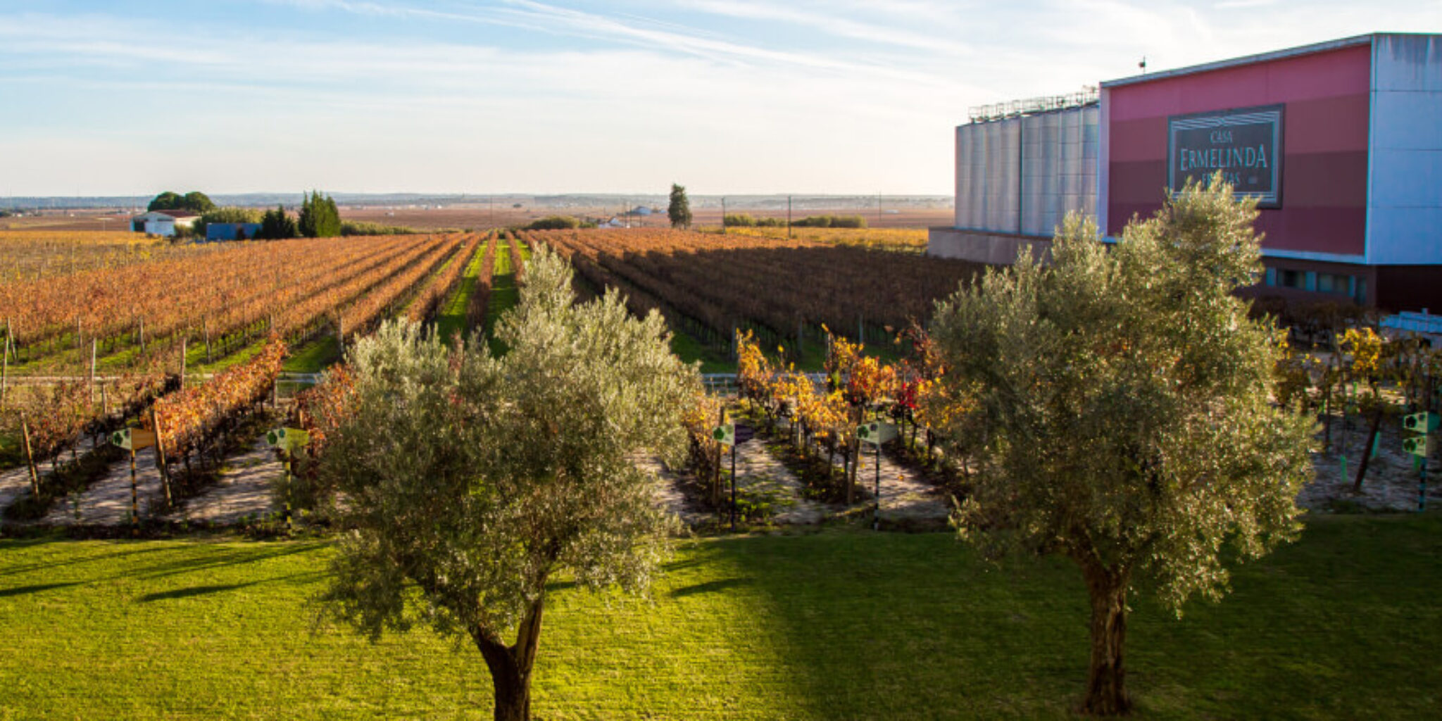 Em Setúbal, prova-se o vinho